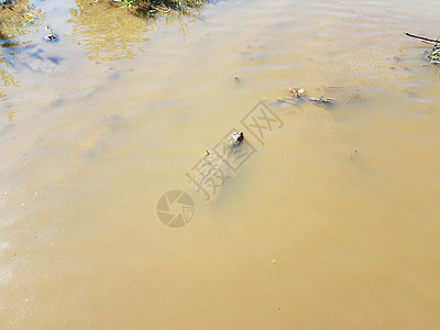 游在黑泥或泥水中的乌龟野生动物鳄龟游泳池塘棕色图片