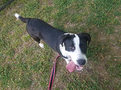 红色皮带和大舌头黑白小狗犬类白色地面草地绿色宠物黑色图片