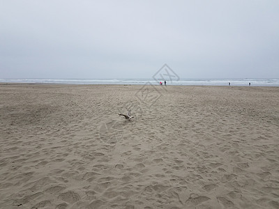 海滩上的海浪 沙尘和鸟群图片