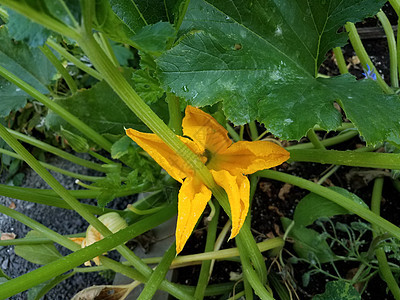 绿色青植物上花朵开花植物学植物群黄色树叶蔬菜图片