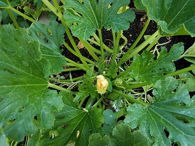 绿色青植物上花朵开花植物群树叶蔬菜植物学黄色图片