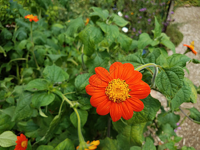 黄色和橙色花朵植物学植物花瓣植物群绿色树叶橙子图片