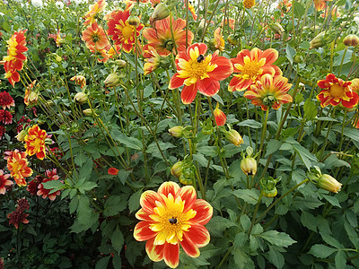 田里有绿叶和蜜蜂的黄色橙色花朵场地昆虫大丽花花瓣橙子动物图片