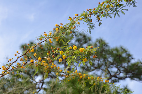 有绿叶和黄花的树枝植物群花瓣分支机构花朵树木植物学图片