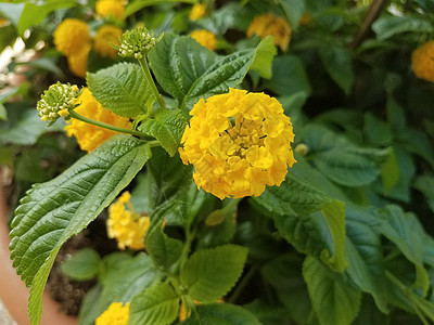 黄黄色花朵开花图片