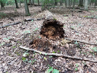 一棵坠落的腐烂树背景图片