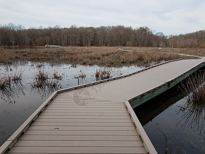 湖或池塘中树木和草林的木头木板步行图片