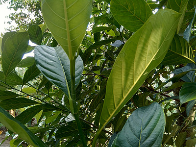 绿色杰克果叶有自然本底 菠萝蜜 也称为菠萝蜜 nangka 是无花果 桑树和面包果科 桑科 中的一种树种甜点情调水果食品异国果皮图片