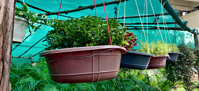 在印度新德里植物苗圃中的绞架厂锅图片