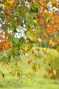 秋季背景树叶桦木杏仁季节橙子植物黄色绿色叶子森林图片