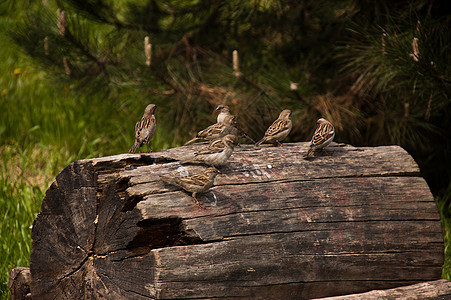 麻雀翅膀灰色野生动物动物群生活季节花园棕色绿色羽毛图片