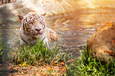 白虎睡在水中图片