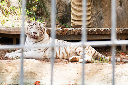 睡在笼子里的白虎哺乳动物荒野叶子活力蓝色鼻孔捕食者胡须细度毛皮图片
