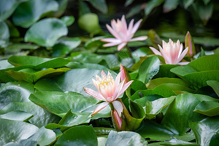 池塘中的莲花水百合和绿叶植物学花园植物群植物漂浮热带情调叶子异国公园图片