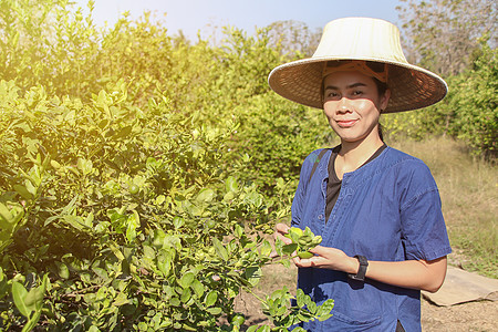 快乐的亚洲女园丁在花园里收获有机新鲜绿色石灰季节食物农业花店工人园艺收成农场工作农民图片