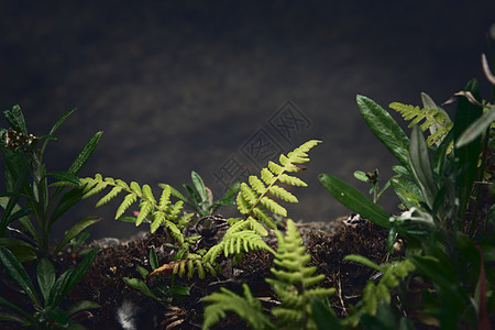 森林地板上小 红绿的绿宝石雨林叶子湿度空间蕨叶环境植物植物学生态地面图片