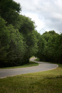 林地地区的风沥青路路面树木森林绿色路线农村曲线旅行公路运输图片