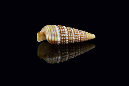 黑色背景的围角蜗牛贝壳海滩动物贝类食肉亚科生物学生物喇叭身体贝壳类图片