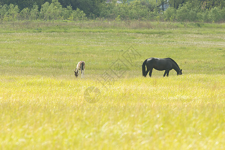 黑马和棕山羊在田野上放牧 吃草图片