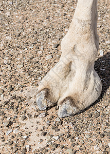 阿联酋沙迦阿联酋的骆驼脚动物沙丘海湾头发哺乳动物干旱蓝色单峰沙漠解剖学图片