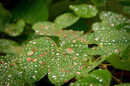 短暂的夏雨过后 绿叶上漂浮着水滴图片