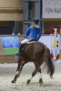 比赛中骑种马的马术骑手的后视背景图片
