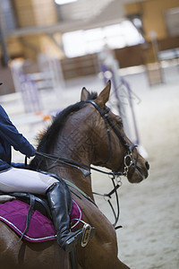 参赛比赛的栗子小母马头座位骑士哺乳动物动物马具皮革马背带子运动宠物图片