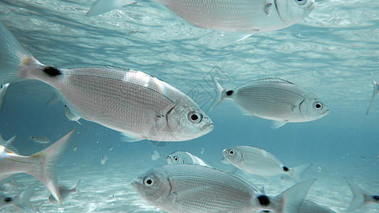 底栖鱼群游泳浅滩食物环境自由团体潜水员蓝色飞行野生动物图片