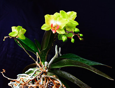 花朵中阴阳性 关上叶子兰花热带植物紫色美丽植物学宏观展示花瓣图片