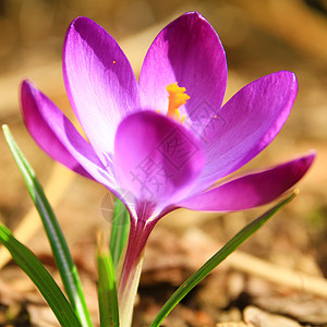 花朵开花 春天春花园植物群红花生长紫色照片蓝色美丽绿色植物图片