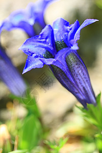 春春春秋花中的金色花朵宏观草地绿色地穴花园植物群蓝色龙胆图片