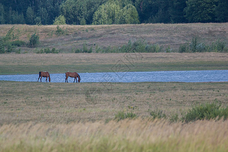 马在湖底背景上 在自然景观中图片