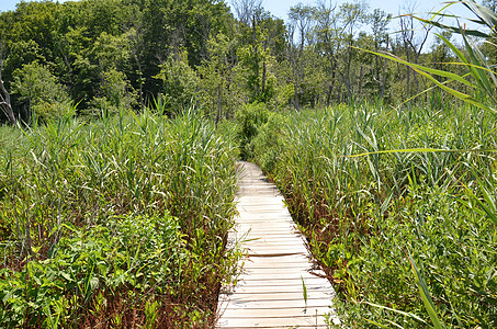 木板路或小道 草草和树木木头湿地小路踪迹植物绿色沼泽植被环境图片
