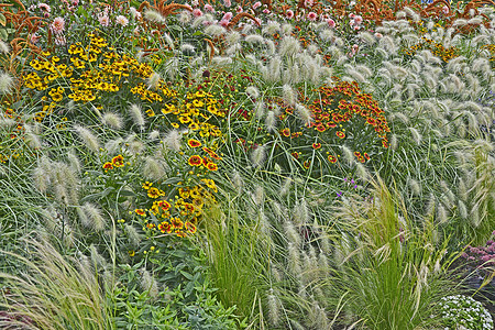 与和观赏草的多彩花园花朵边界红色喷嚏水平元素黄色同义词尾草边框图片