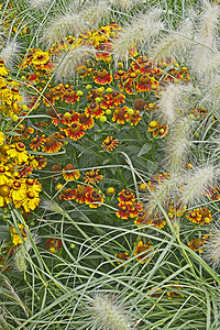 与和观赏草的多彩花园花朵边界元素喷嚏尾草黄色同义词边框红色图片