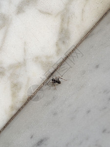蚂蚁昆虫动物(形式)背景图片