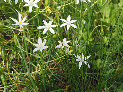 伯利恒花朵白星植物绿色草地星星植被花园百合背景图片