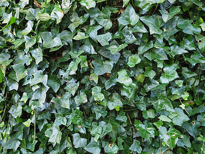 常春藤植物背景绿色空白树叶绿色植物叶子植被图片