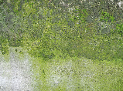 有绿色青苔背景的被风化的混凝土墙空白样本灰色苔藓材料图片