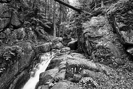 巨山森林中的岩石 巨石和瀑布巨山旅行衬套山脉木头闲暇植物黑与白树干森林图片