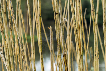 溪流边缘芦苇茎低景深的抽象图像图片