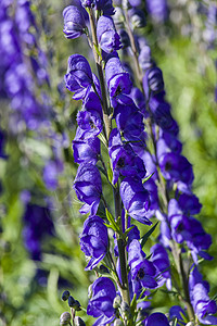 新蓝蓝色植物群植物花瓣花园宏观园艺花头附子家庭香味图片