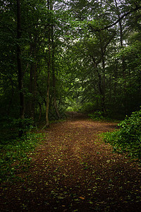 夏日森林的薄雾清晨树叶观光绿色旅行植物木头荒野环境图片
