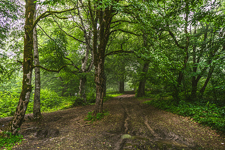 夏季森林中的道路小路绿色娱乐环境植物木头图片
