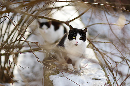 悲惨冬天两只可爱猫苦恼孤独庇护所分支机构荒野小猫流浪动物背景