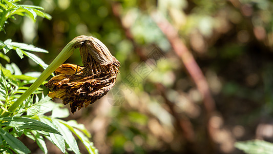 腐烂花朵绿色园丁心碎黄色金子万寿菊悲哀伤害勃起悲伤图片