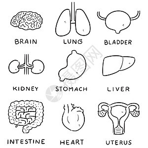 一套内脏卡通支气管主动脉药品涂鸦绘画静脉插图艺术解剖学科学图片