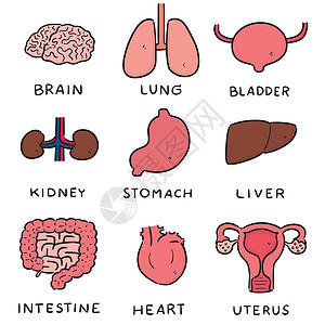 一套内脏卡通子宫动脉微笑绘画解剖学卡通片器官插图主动脉直肠图片