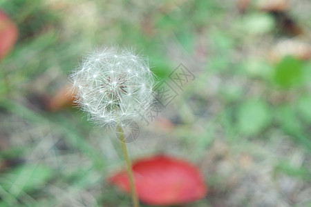 蓬松的花蒲公英有选择地聚焦在模糊的绿色背景上棉花花软棉白花飞行脆弱性白棉绒毛花粉种子季节图片