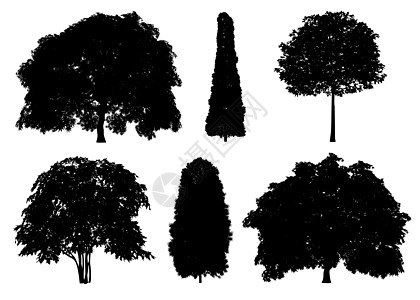 美丽的收藏树剪影和在白色背景上切割与剪裁路径橡木生态环境艺术衬套松树云杉绘画叶子森林图片